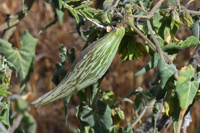 Texas Milkvine has an elongated, ovoid fruit, a follicle that is smooth and somewhat reminiscent of the traditional Milkweed pod. Matelea producta